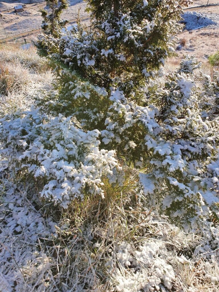Geada cobre os campos da Serra catarinense com frio de -1°C