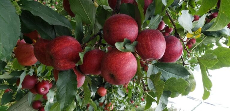 Erradicação de praga impulsionou liderança de SC na produção de maçã