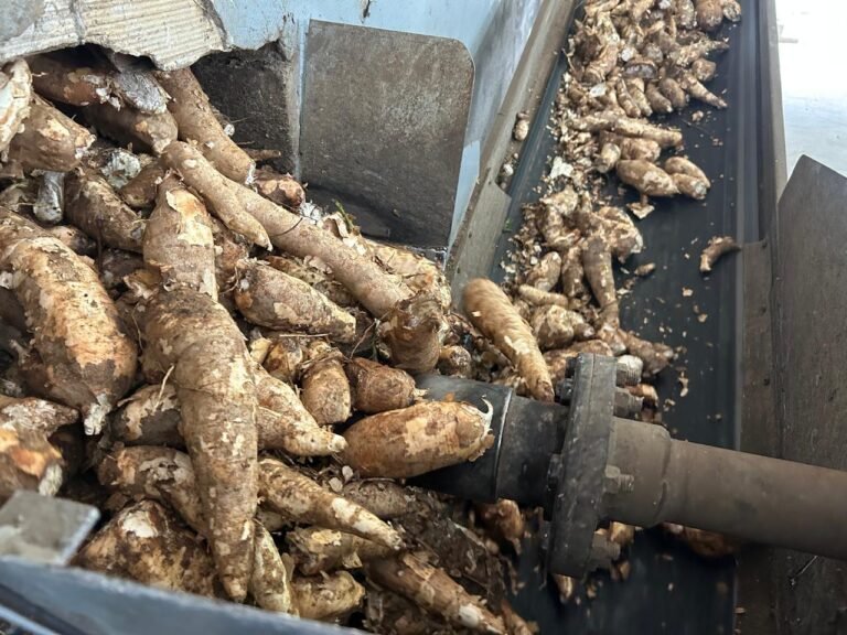 Festa da Cultura em Sangão destaca a mandioca e tradição local