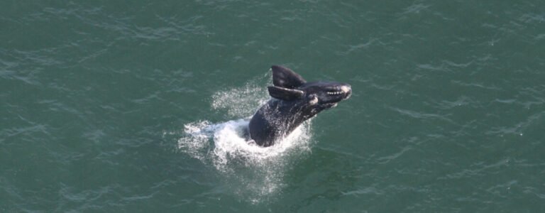 Porto de Imbituba inicia monitoramento de baleias francas nesta temporada
