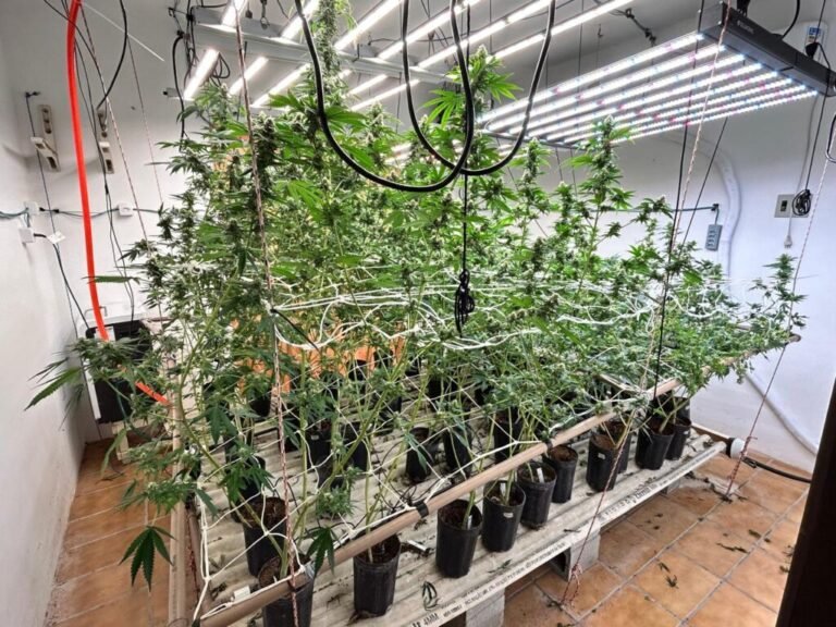 Polícia Civil desmonta esquema de drogas em estufas de luxo na Capital