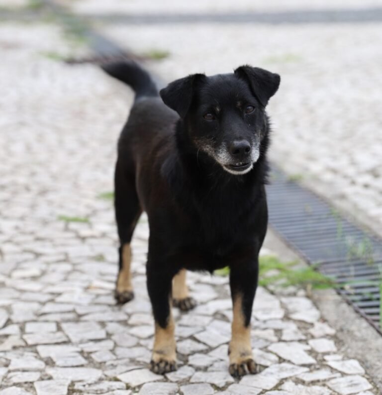 Criciúma terá novos mutirões gratuitos de castração de animais