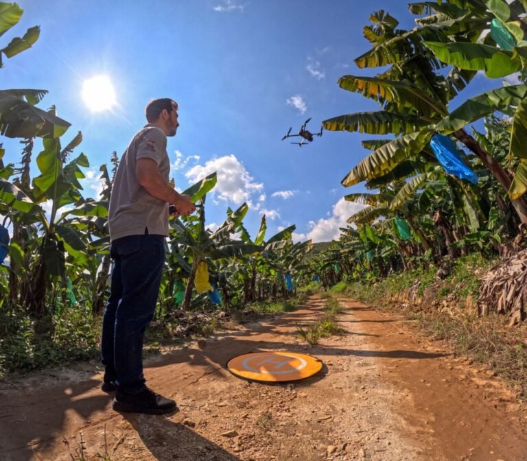 Drones viram aliados na produção de bananas em SC
