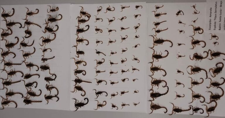 Surto de escorpiões-amarelos assusta moradores de Braço do Norte