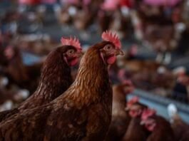 Korin adota diagnóstico ESG para reforçar sustentabilidade no campo