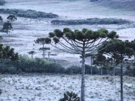 Geadas transformam paisagens da serra catarinense em espetáculo natural