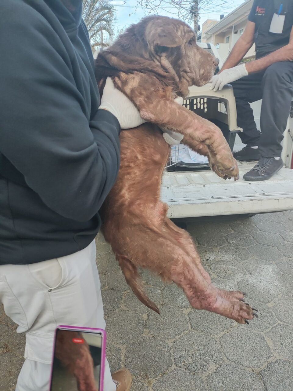 Maus tratos de animais SC