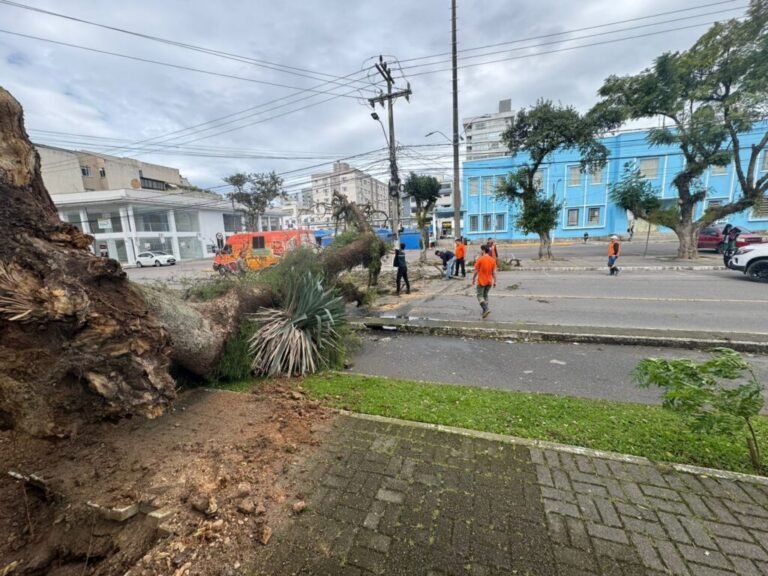 Ventos fortes causam queda de árvore e placa no centro de Tubarão