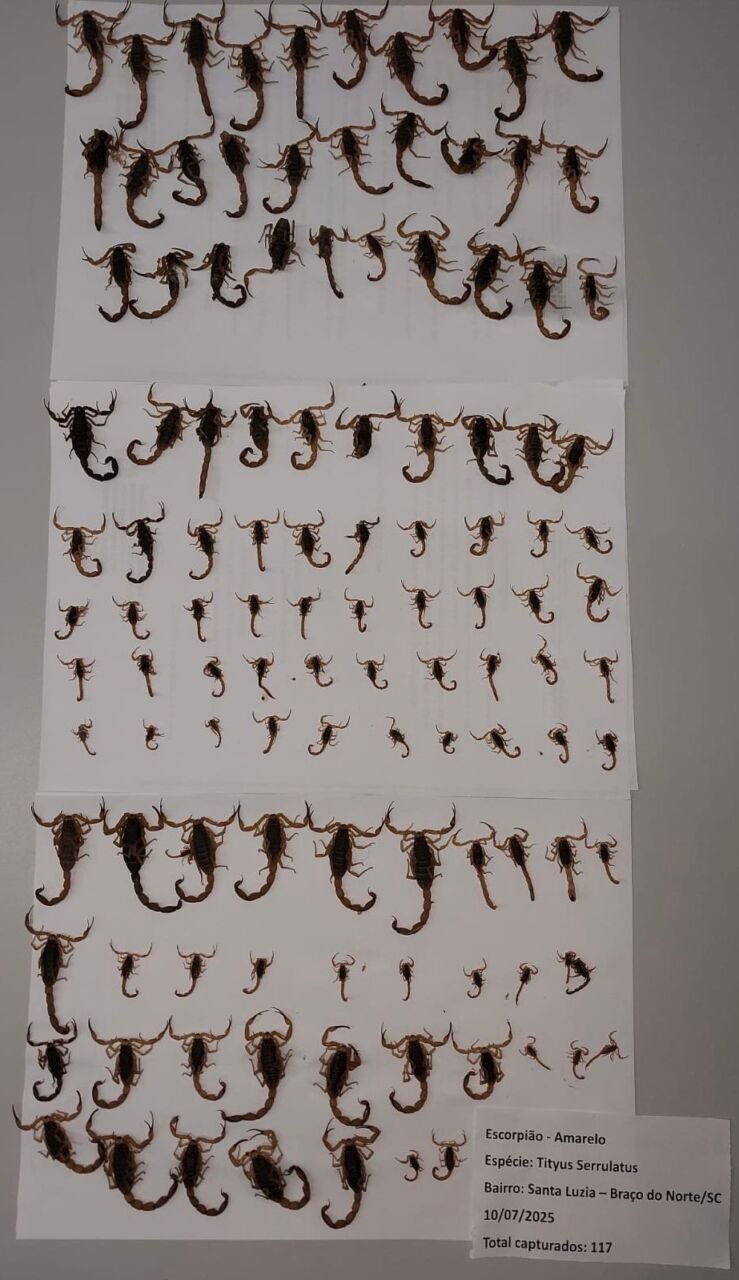 Surto de escorpião-amarelo mobiliza autoridades e população em Braço do Norte