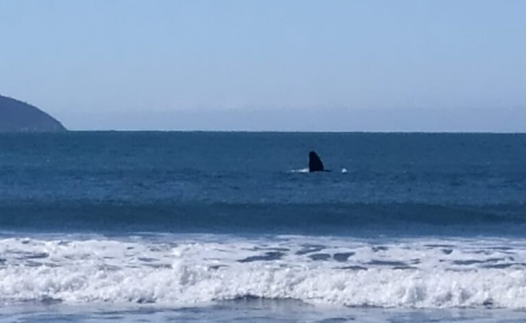 Baleias-franca encantam turistas na Praia da Pinheira neste domingo