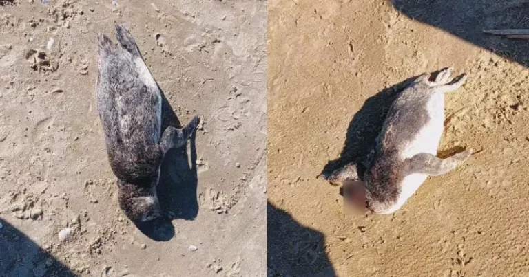 Mais de 200 pinguins são encontrados mortos em praias de SC