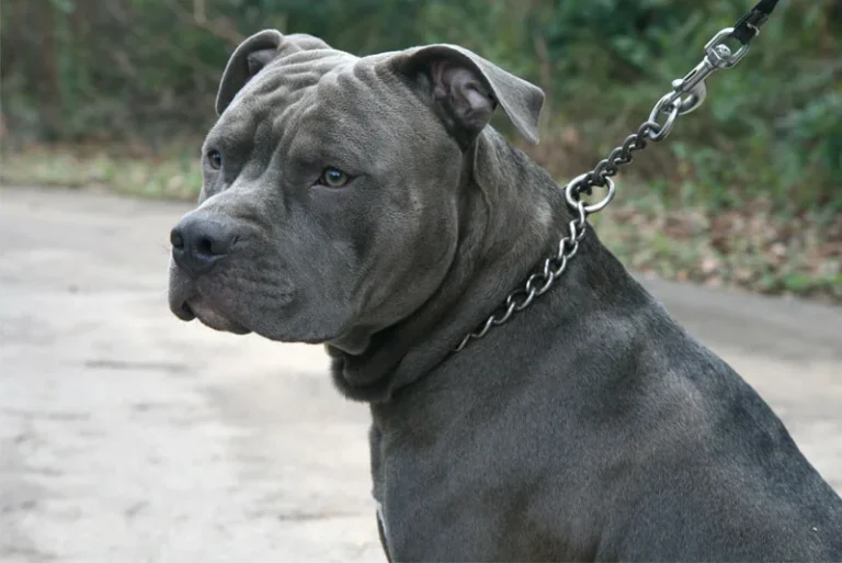 Associação contesta no STF lei catarinense que impõe restrições a pitbulls em SC