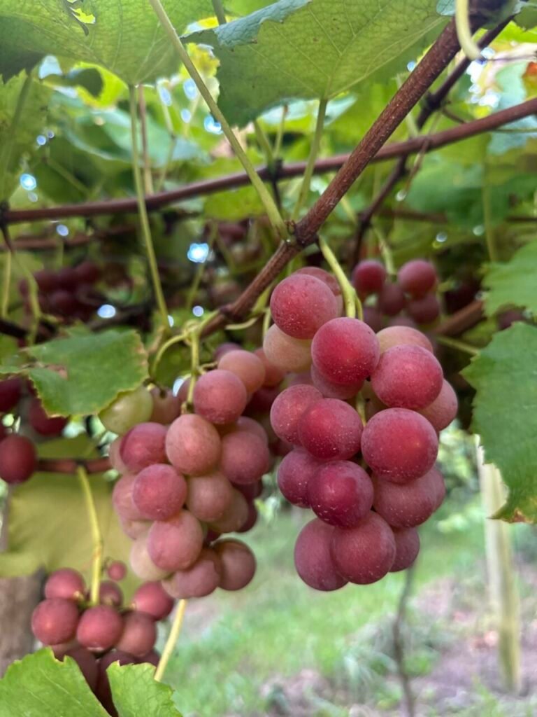 IGR Encantos do Sul articula ações para fortalecer turismo de Verão