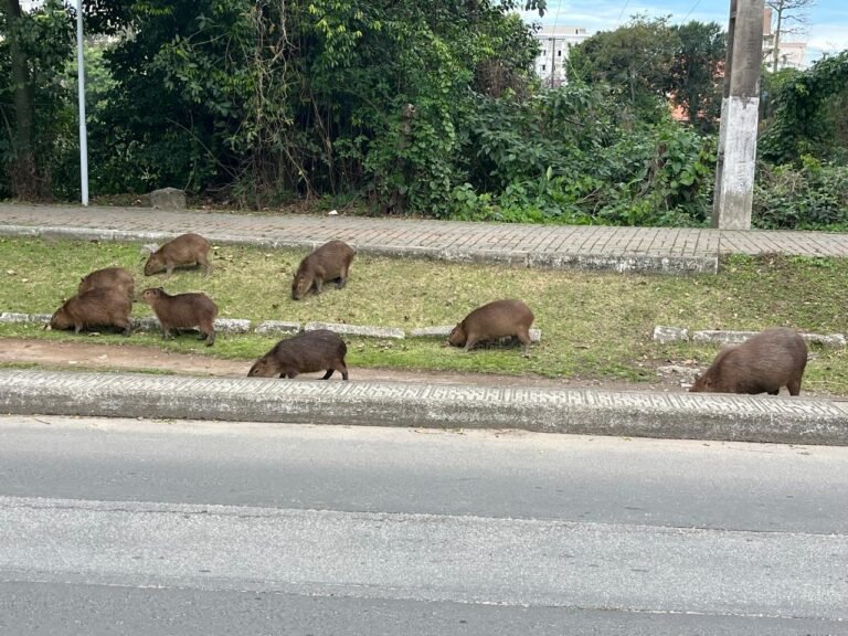 capivaras no rio Tubarão