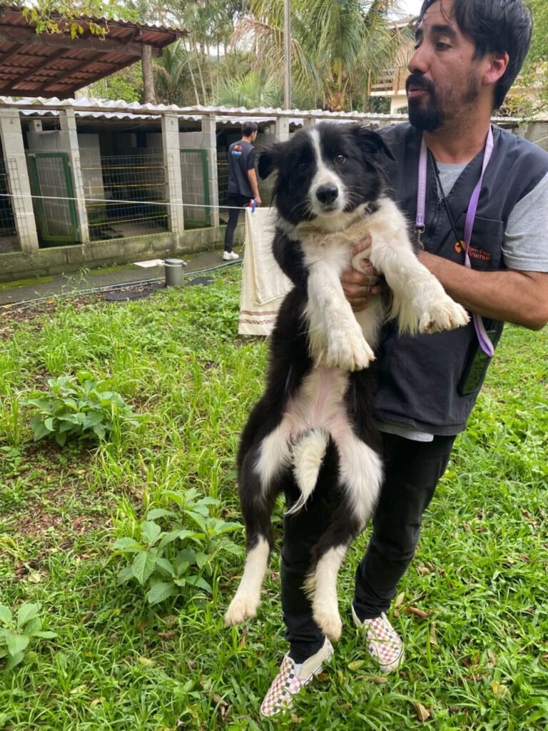 Polícia Civil prende homem por maus-tratos a cães em canil irregular em Florianópolis