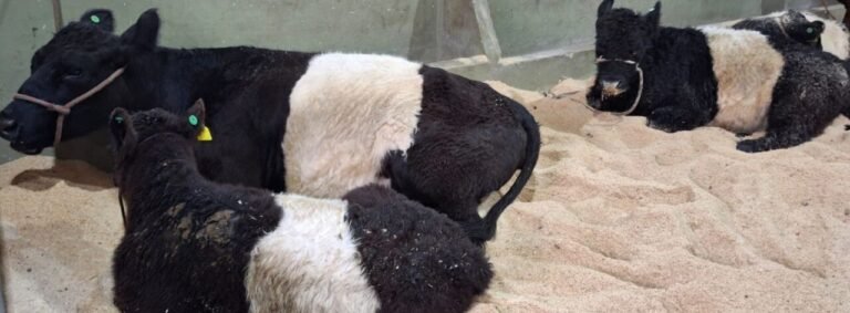 Expolages 2025 movimenta Lages com feira de negócios e agropecuária