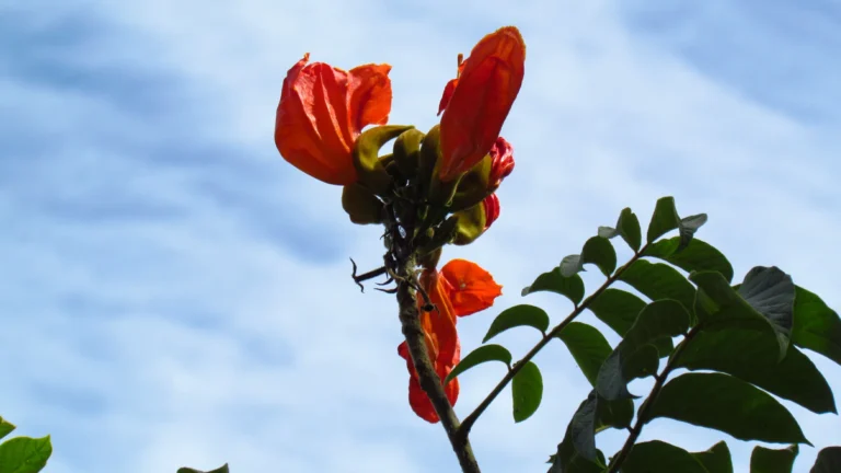 Árvore tóxica e letal para abelhas faz SC determinar multa e remoção da espécie