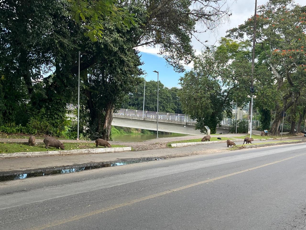 capivaras clima Previsão do tempo em SC tem calor e risco de temporais