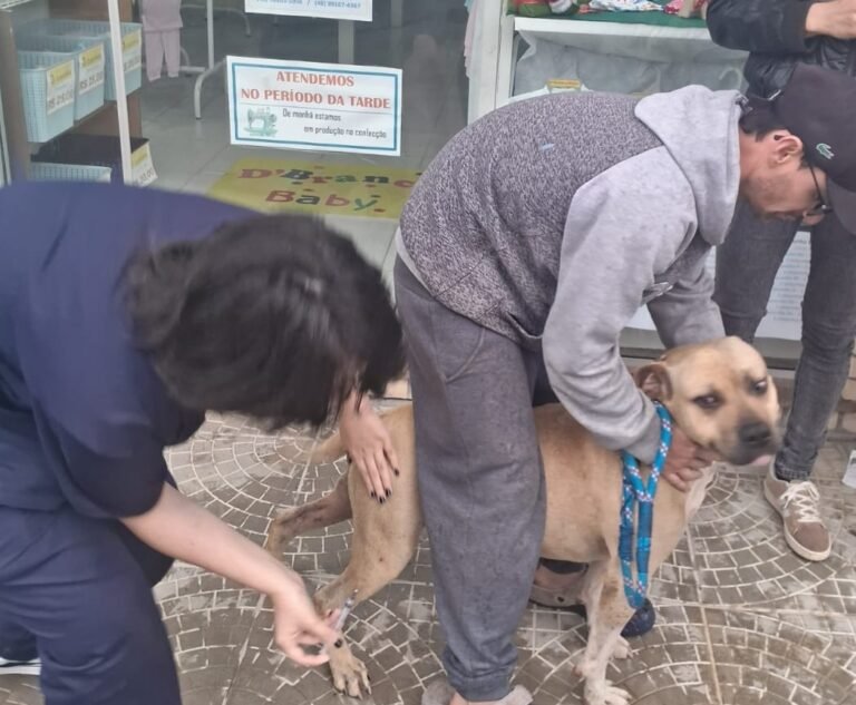 Gravatal realiza primeira etapa da campanha de vacinação de animais de rua