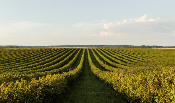 Agro deve enfrentar ano difícil em 2026, aponta CNA