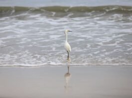 Balneabilidade em SC: 75,68% das praias estão próprias para banho, aponta IMA 75,68% das praias estão próprias para banho