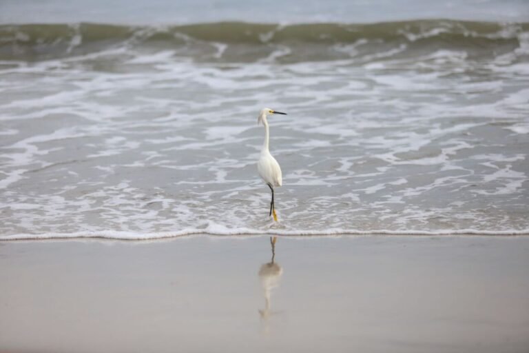 75,68% das praias estão próprias para banho