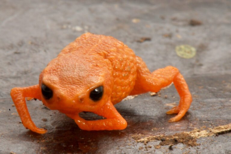 Sapinho-da-montanha-do-lula: espécie descoberta em SC homenageia presidente