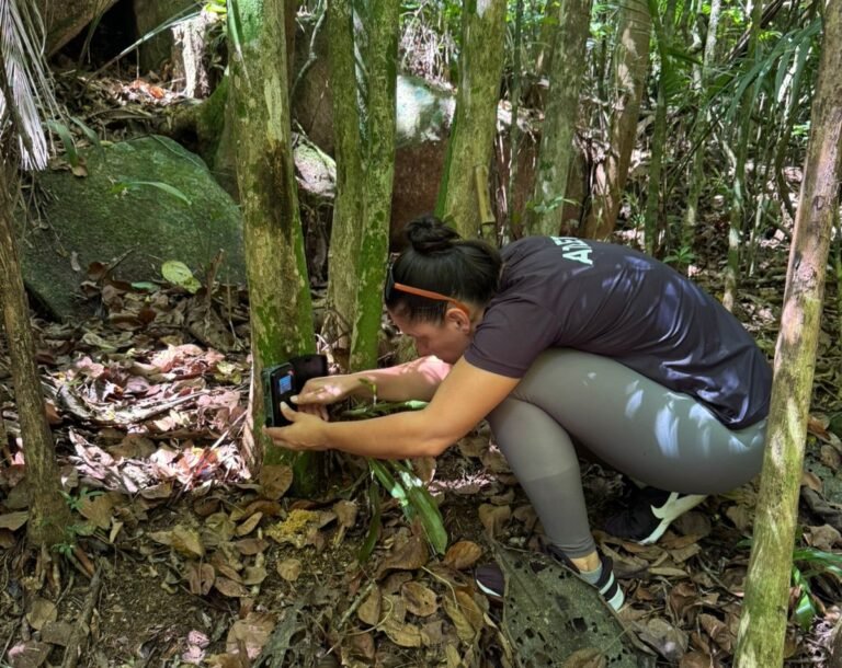 Gravatal instala armadilhas de videomonitoramento de fauna para revisão do Plano Diretor