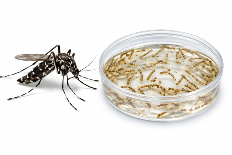 Gravatal confirma 21º foco do mosquito da dengue em 2025