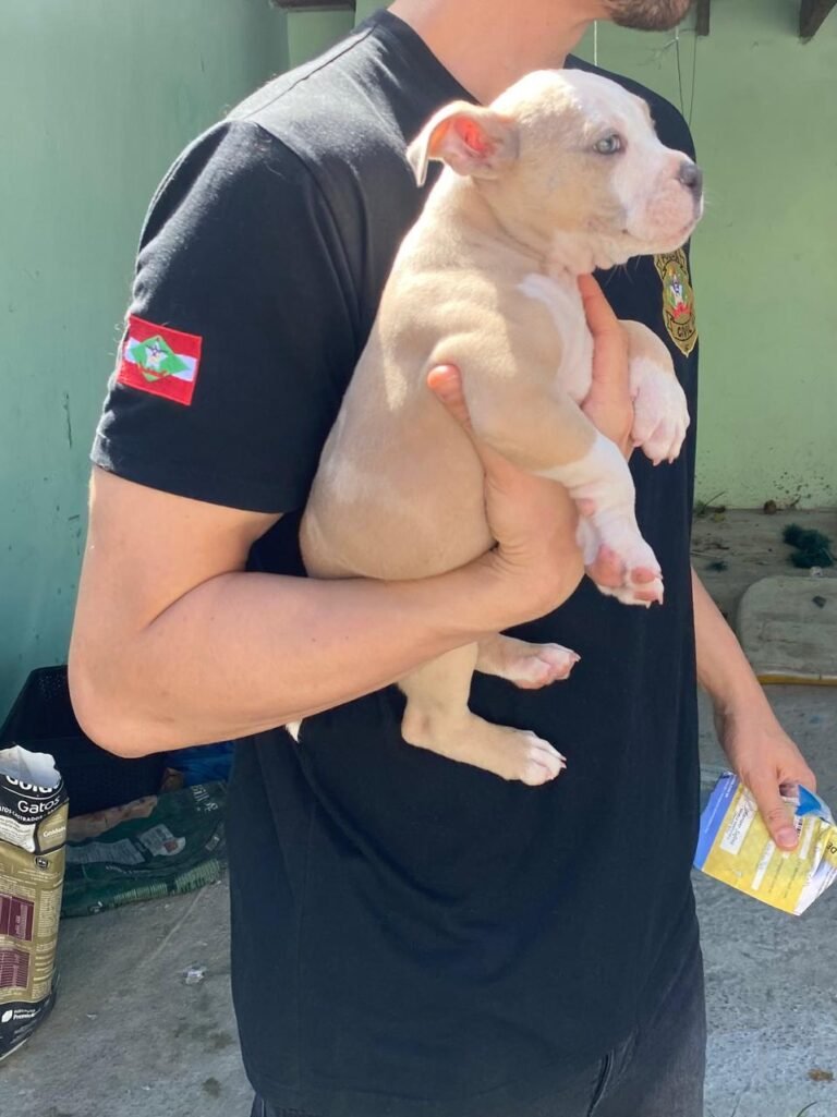 Polícia Civil prende homem por maus-tratos a cães em Joinville