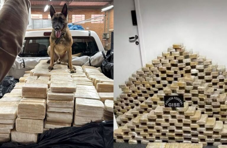 Cão farejador ajuda PF a localizar bunker com 613 kg de cocaína em Blumenau