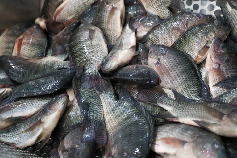 Governo de Santa Catarina reforça proibição da tilápia do Vietnã por risco sanitário