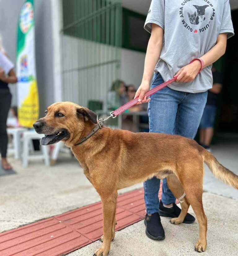 mutirão de castração ade animais em Laguna