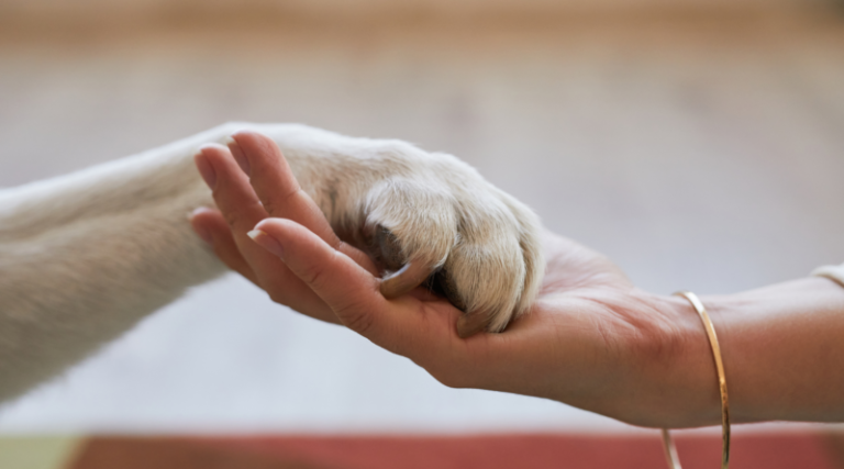 Tubarão inicia credenciamento de protetores independentes e ONGs de proteção animal