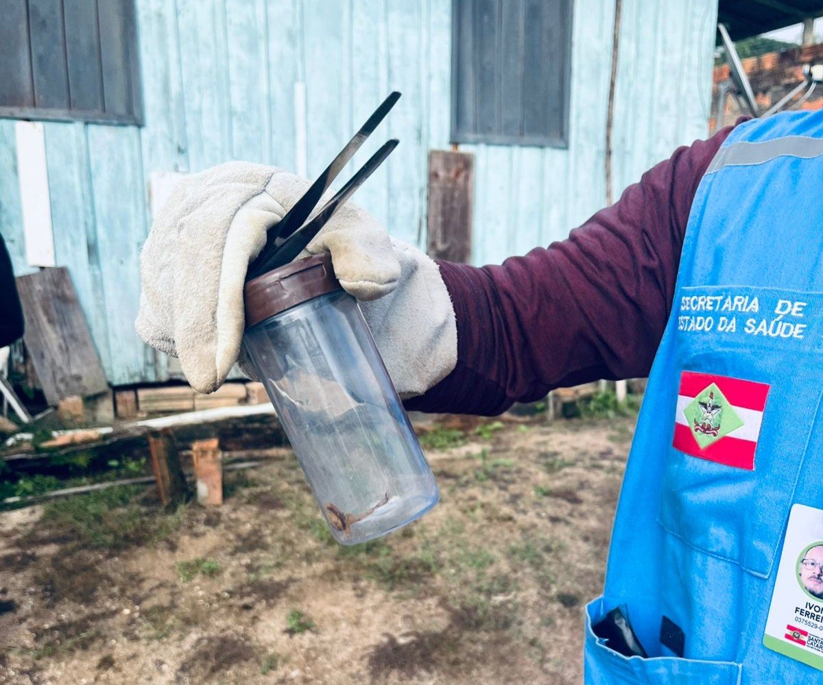 escorpião-amarelo município