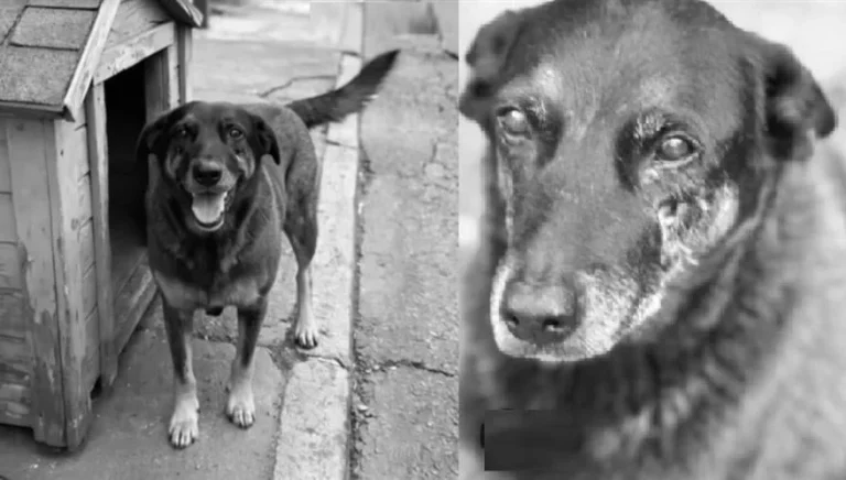 Adolescentes investigados pela morte do cão Orelha voltam ao Brasil