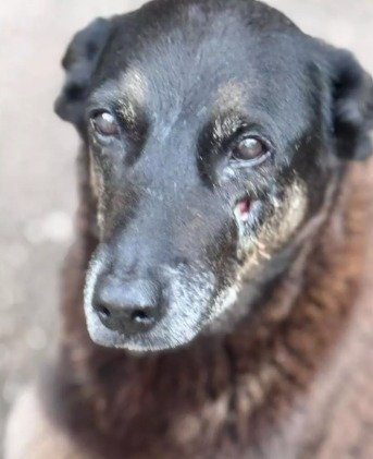 Polícia Civil cumpre mandados em investigação de maus-tratos contra cão em Florianópolis