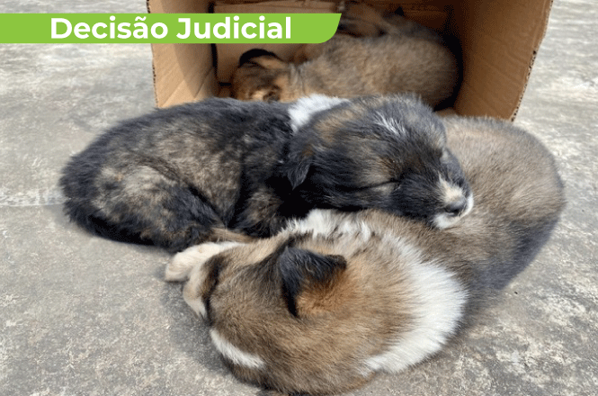 Ministério Público denunciou um homem por maus-tratos a animais,