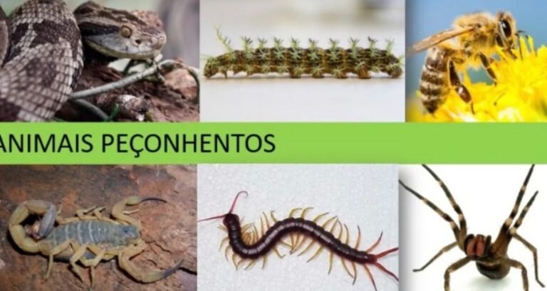 Verão aumenta risco de acidentes com animais peçonhentos em Araranguá