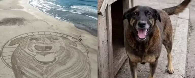 Artista cria desenho de 40 metros em homenagem ao cão Orelha em praia de SC