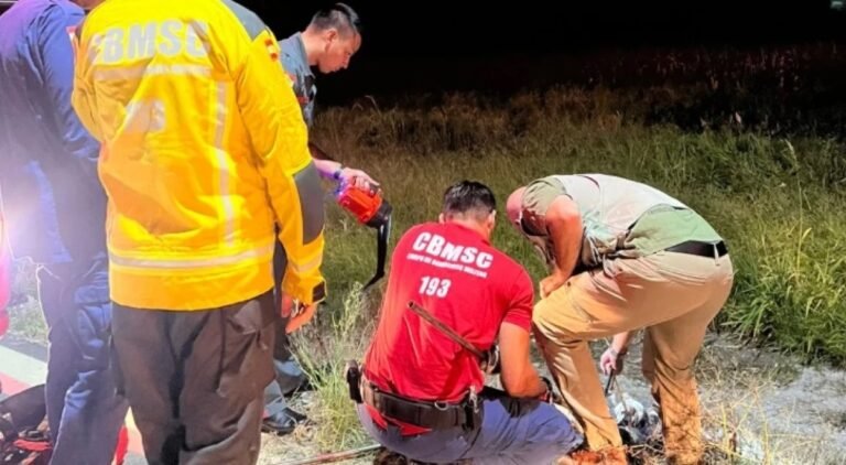 Jacaré atropelado é resgatado no bairro Congonhas, em Tubarão