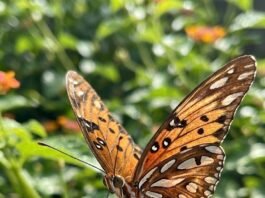 as fases da vida da borboleta