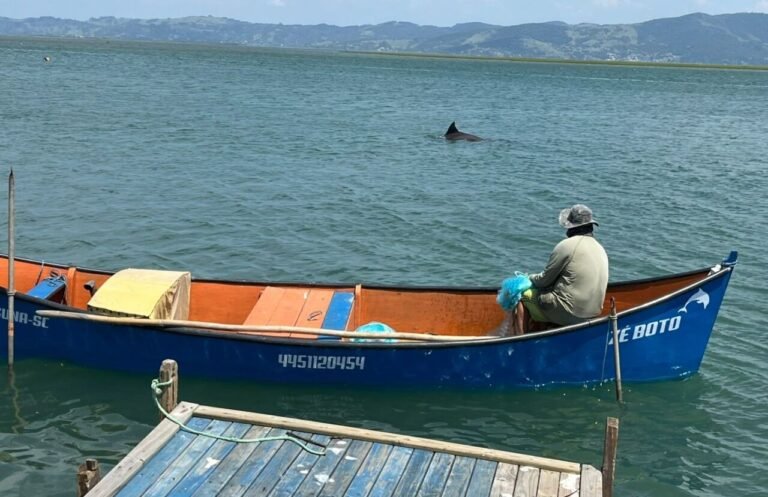 pesca com botos em Laguna