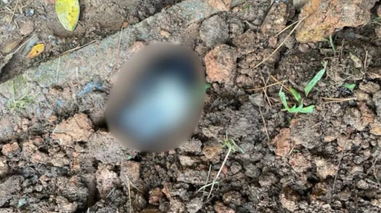 Cachorra enterrada viva em Joinville é resgatada e caso gera operação policial