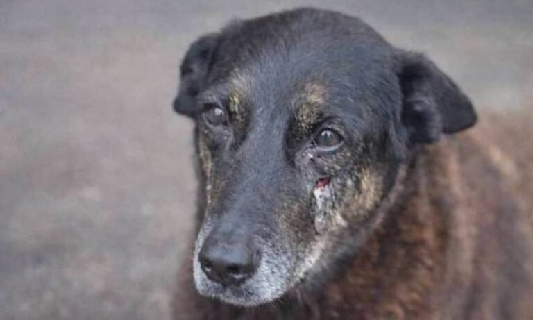 Justiça autoriza exumação do cão Orelha e perícia será feita pela Polícia Científica