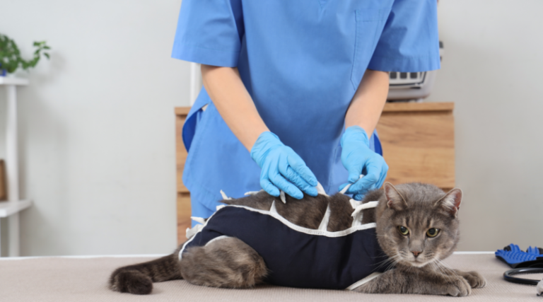 Tubarão oferece castração gratuita para cães e gatos