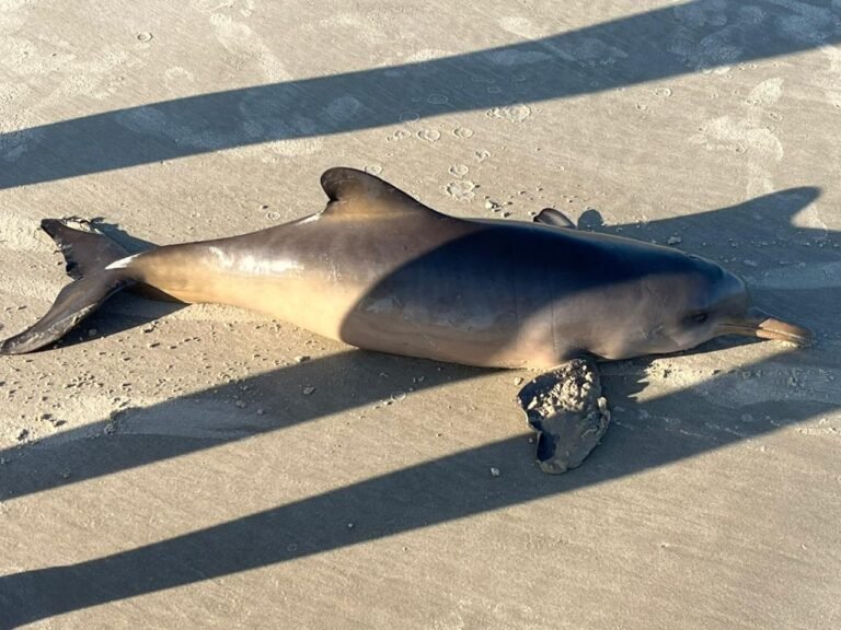 Toninhas são encontradas mortas em praias de Laguna no fim de semana