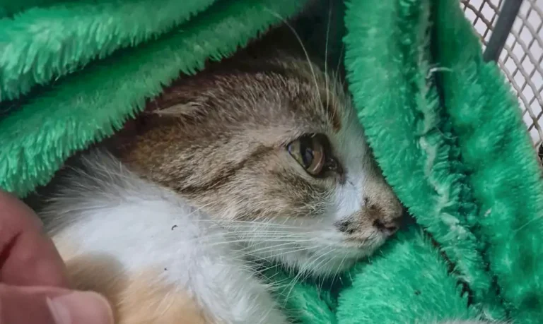 Mulher é presa após jogar gata do 12º andar em Curitiba