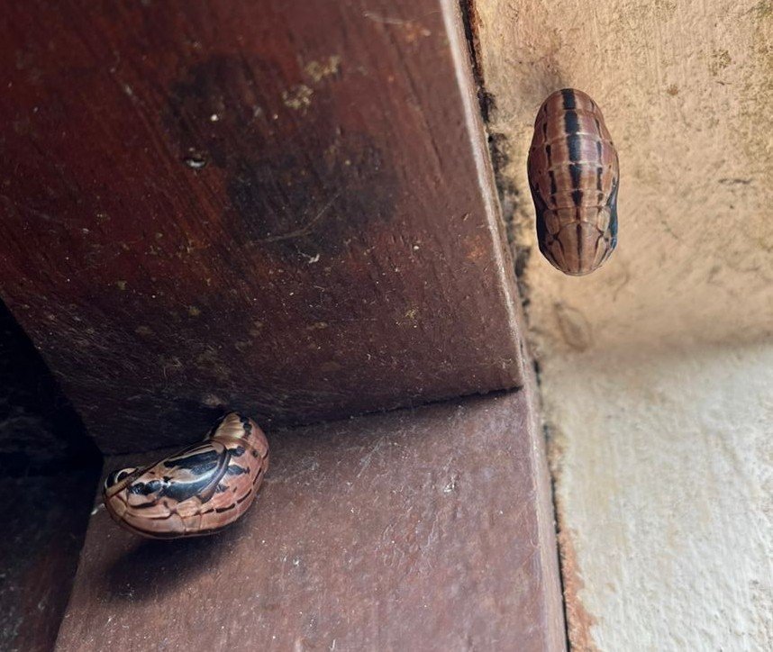 metamorfose da borboleta