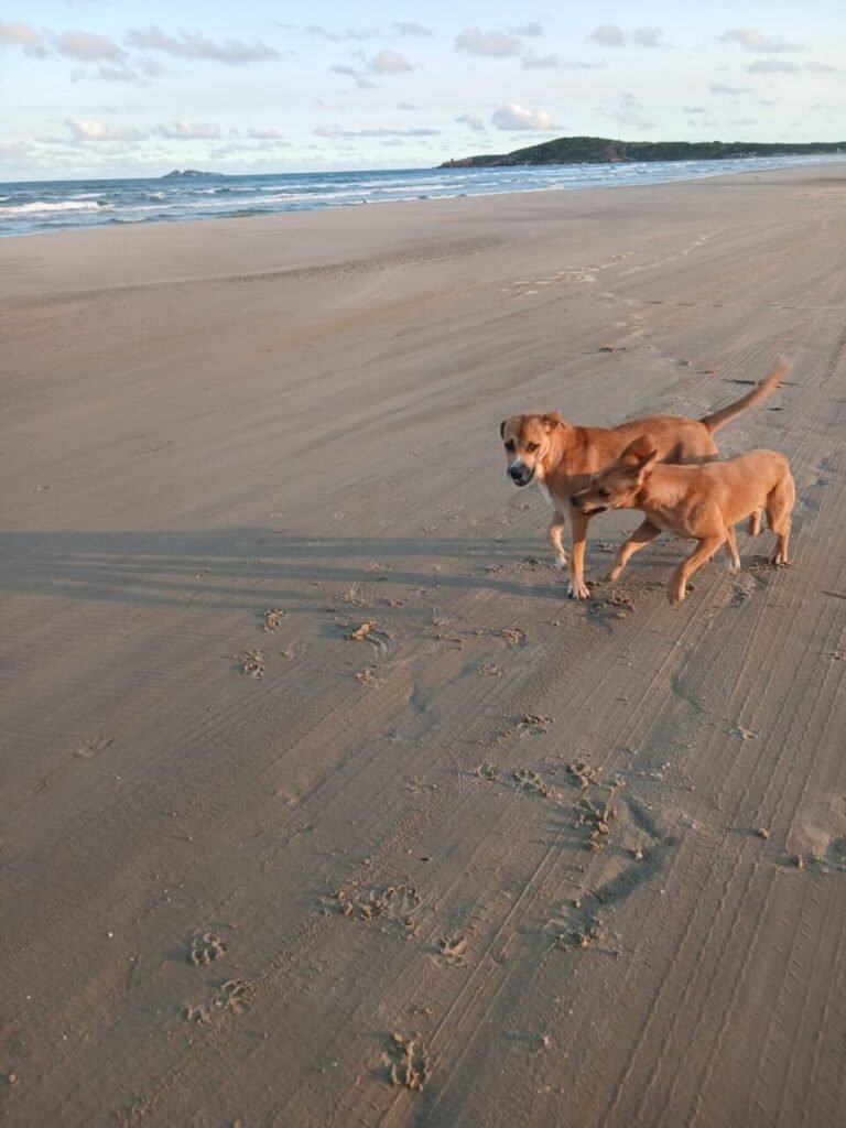 Previsão do tempo 13/02: calor e risco de temporais no Sul catarinense